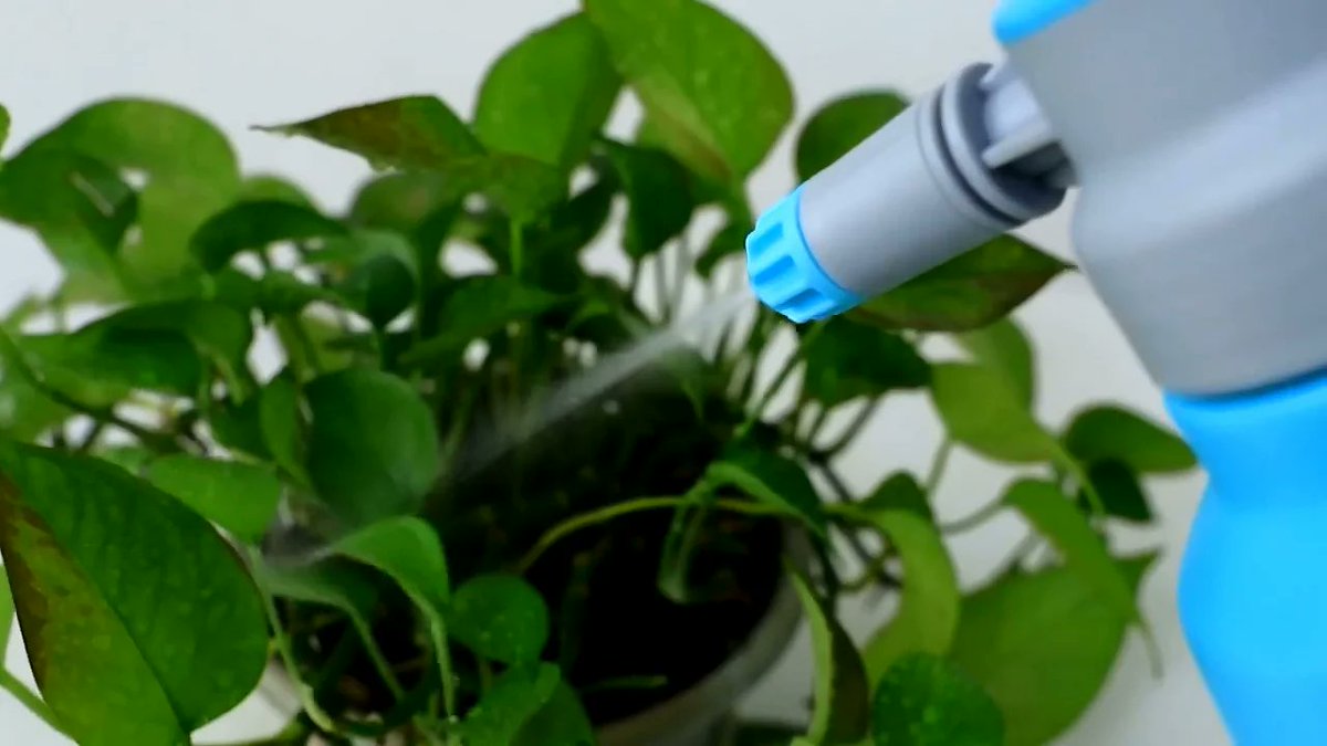 NoraPlummebas's tweet photo. Para que tus plantas luzcan saludables: rocía sus hojas cada 2 días con agua limpia, no expongas a sol directo si son de sombra y revisa la humedad de la tierra antes de regar. #CuidadoDePlantas https://t.co/8k2YQlMTyd