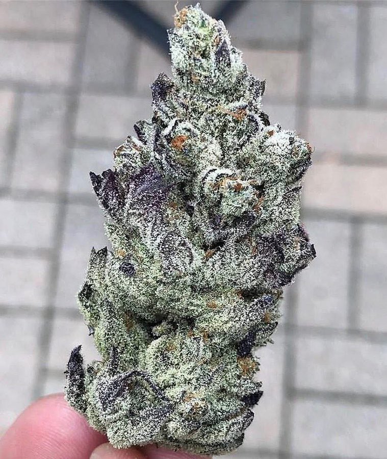Oregon_bud's tweet photo. Black Widow 🖤 https://t.co/bLNVNUExNQ