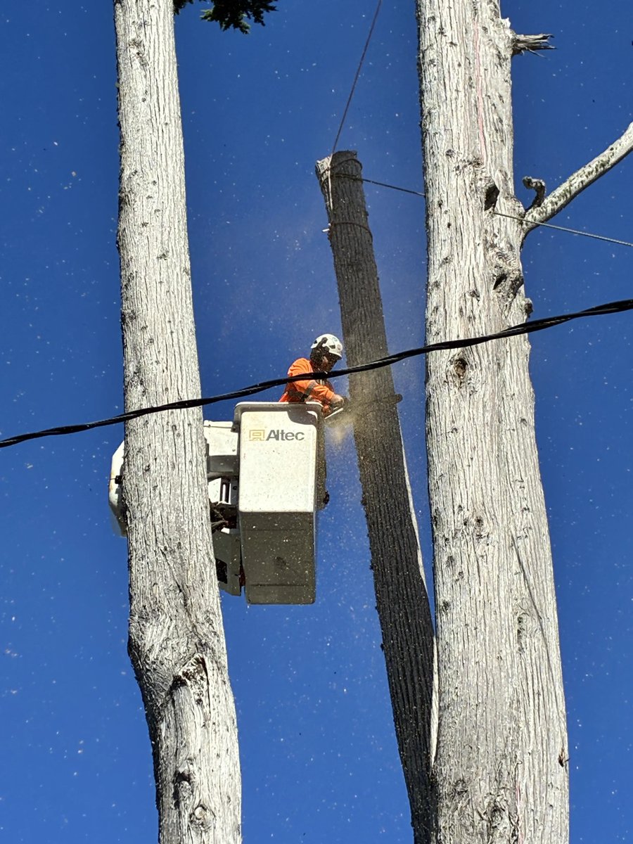 CommTreeServ's tweet photo. Helping keep Carmel-by-the-Sea safe, beautiful, and thriving! 🌲✨

Big thanks to the local community for your patience while our crews are out on the roads! 

#CarmelByTheSea #TreeService #CommunitySafety #TreeCare #HazardousTreeRemoval #UrbanForestry #CommunityTreeServic https://t.co/nk52MstI2H