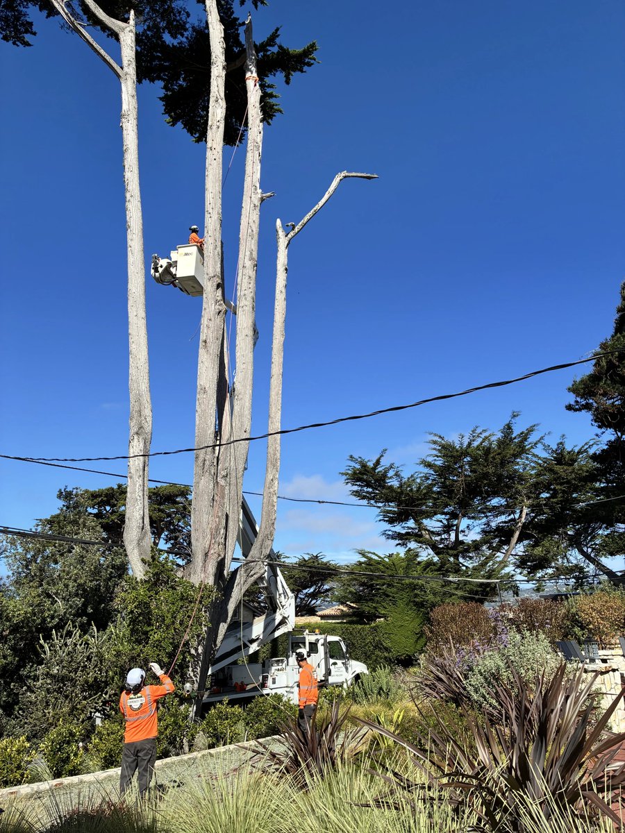CommTreeServ's tweet photo. Helping keep Carmel-by-the-Sea safe, beautiful, and thriving! 🌲✨

Big thanks to the local community for your patience while our crews are out on the roads! 

#CarmelByTheSea #TreeService #CommunitySafety #TreeCare #HazardousTreeRemoval #UrbanForestry #CommunityTreeServic https://t.co/nk52MstI2H