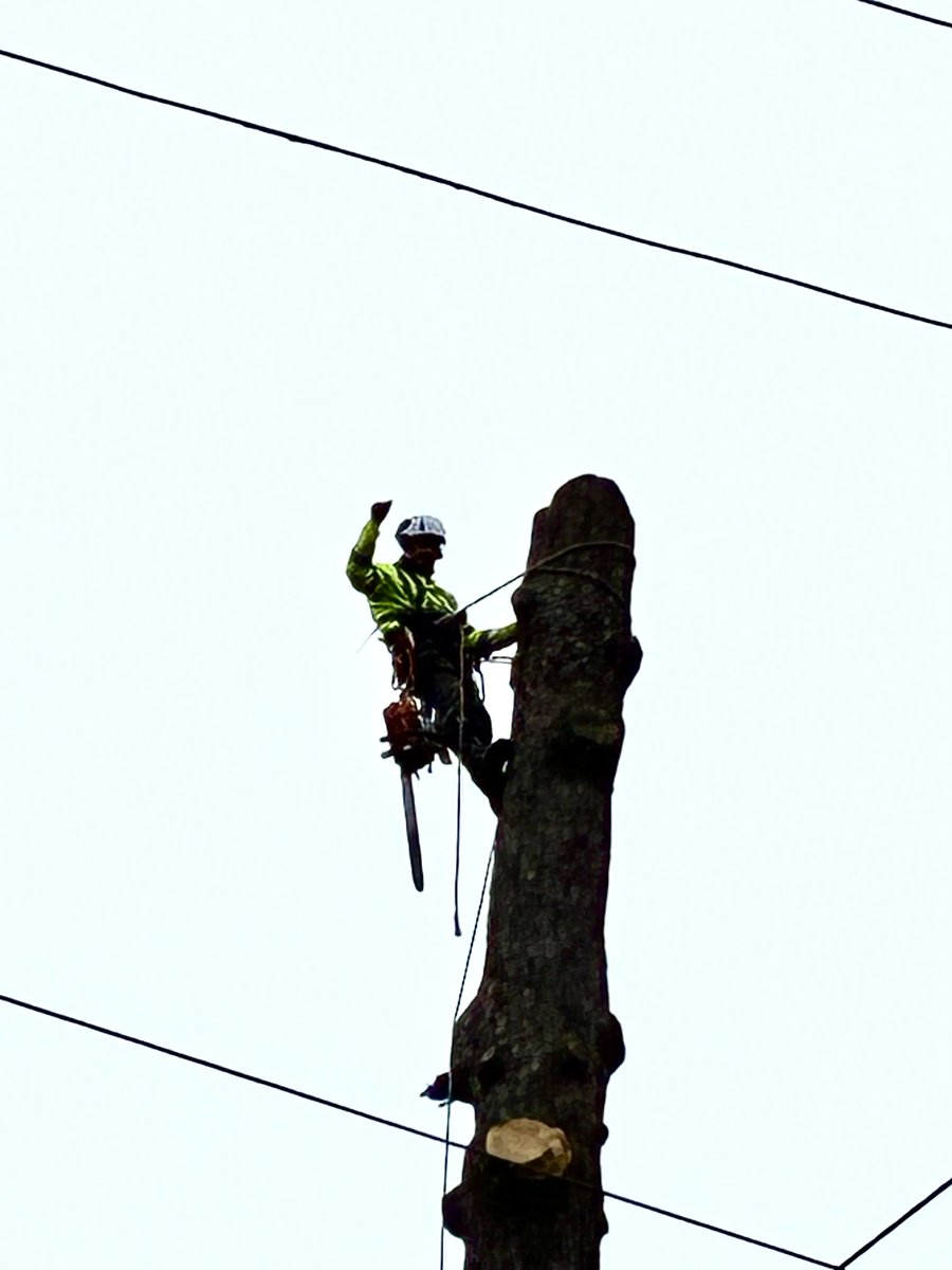 CommTreeServ's tweet photo. Helping keep Carmel-by-the-Sea safe, beautiful, and thriving! 🌲✨

Big thanks to the local community for your patience while our crews are out on the roads! 

#CarmelByTheSea #TreeService #CommunitySafety #TreeCare #HazardousTreeRemoval #UrbanForestry #CommunityTreeServic https://t.co/nk52MstI2H