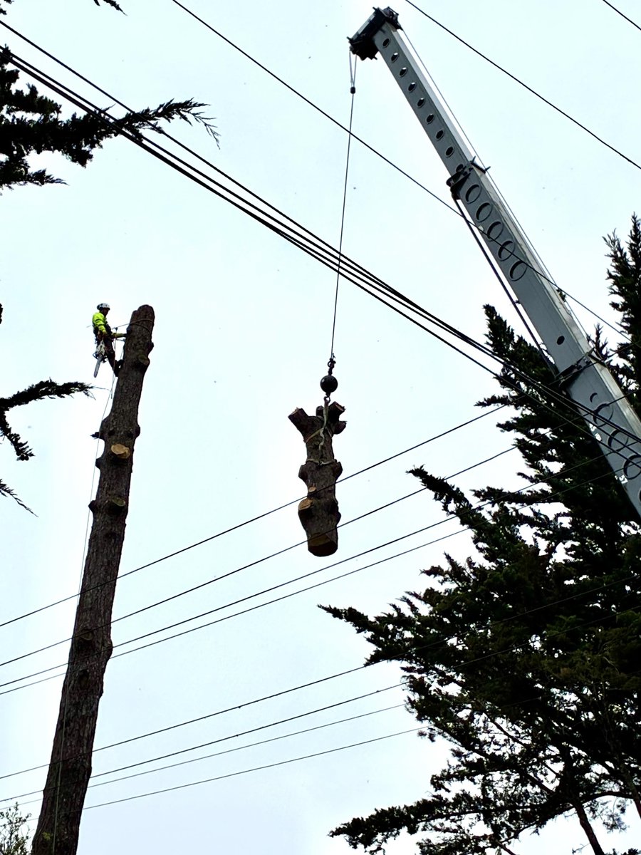 CommTreeServ's tweet photo. Helping keep Carmel-by-the-Sea safe, beautiful, and thriving! 🌲✨

Big thanks to the local community for your patience while our crews are out on the roads! 

#CarmelByTheSea #TreeService #CommunitySafety #TreeCare #HazardousTreeRemoval #UrbanForestry #CommunityTreeServic https://t.co/nk52MstI2H