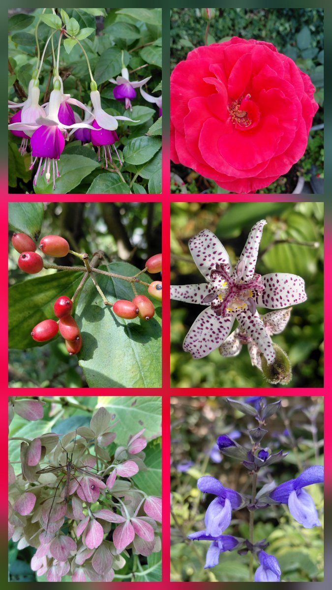 sunflower765277's tweet photo. Happy Saturday! Here is my #SixonSaturday collage featuring a few lovely gems from the garden. Enjoy your weekend! 🌿🌸🏵🌾

​#Flowers #FlowerPhotography #MyGarden https://t.co/6ounsTHofo