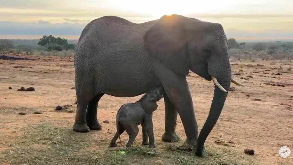zumpsol's tweet photo. a new baby elephant born literally today? 

her name is comet, this is giga!

https://t.co/g5jcx79nk4 https://t.co/j8upJmTXPP