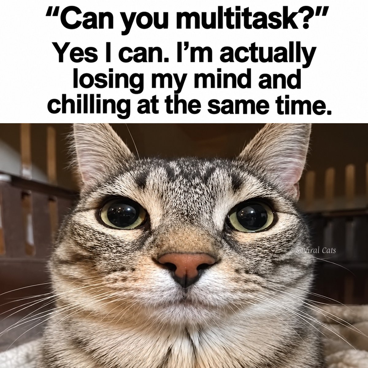 _ViralCats_'s tweet photo. Yes 😂😬 https://t.co/PjAGj0Kpn0