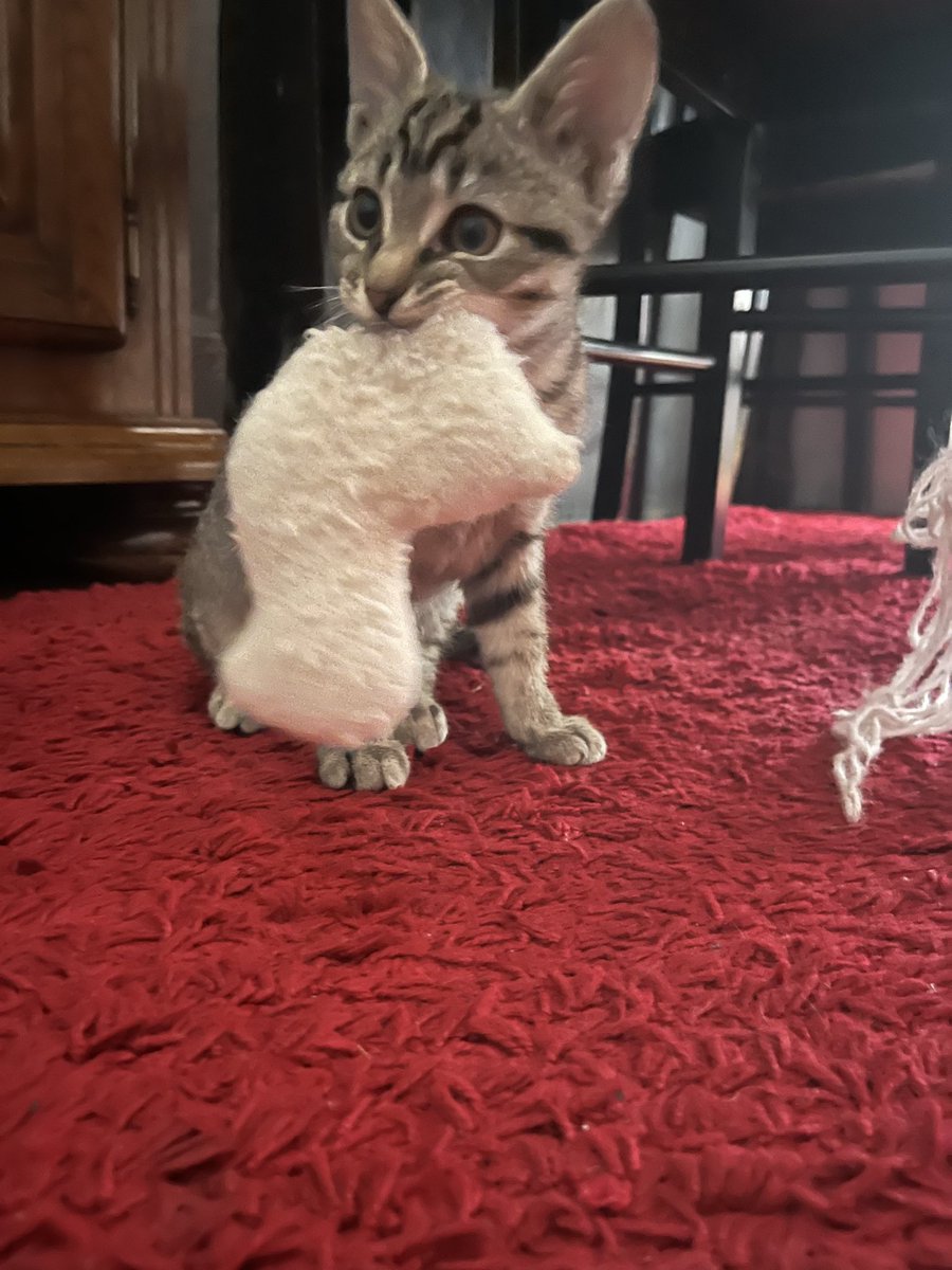 karydaslv's tweet photo. elle a grandit trop vite regardez la taille de son doudou https://t.co/4ca3kR4h7H