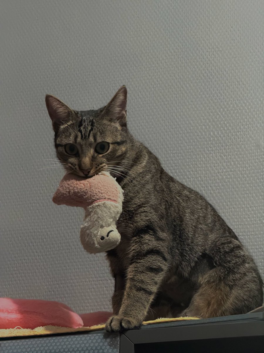 karydaslv's tweet photo. elle a grandit trop vite regardez la taille de son doudou https://t.co/4ca3kR4h7H