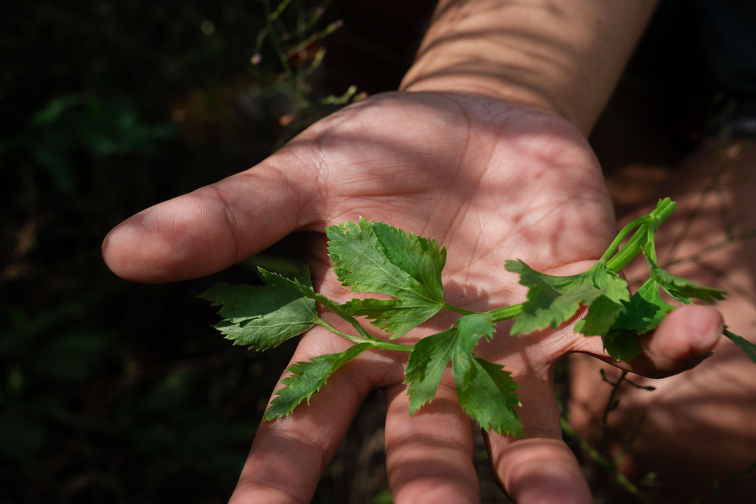 frankshyong's tweet photo. Scenes from a month of reporting on celery. Proud to be semi viral as an indie journo w a story on Japanese celery growing wild in Venice Beach in the end times of the attention economy. descendants of original families and wild celery spottings in the comments https://t.co/Zzzj5A6V16
