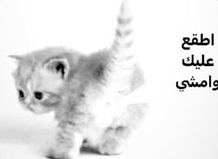 pipipepir's tweet photo. #٢٠٣٠_بلا_بشر https://t.co/9Qq9Bq0S5L
