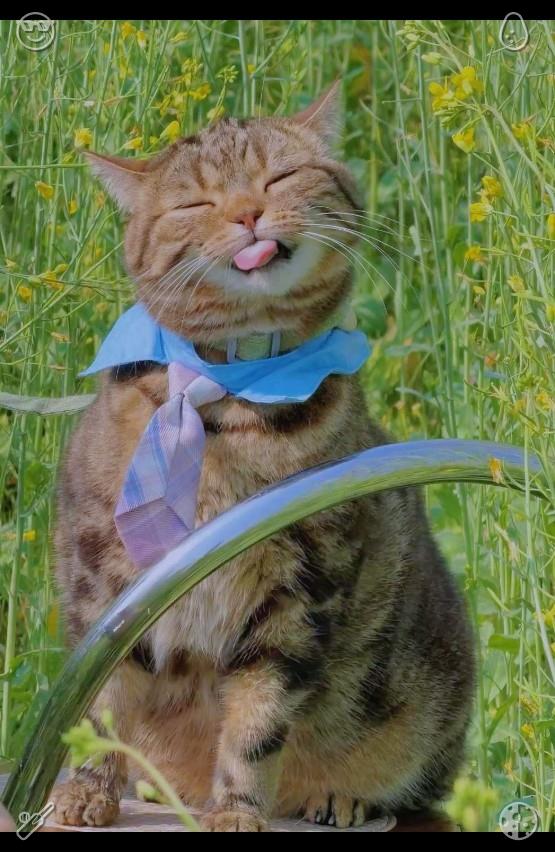 AkyolMir's tweet photo. 🗡Cat purrs loudly373367Bathroom cleaning Clean https://t.co/IC0CfQVIgE