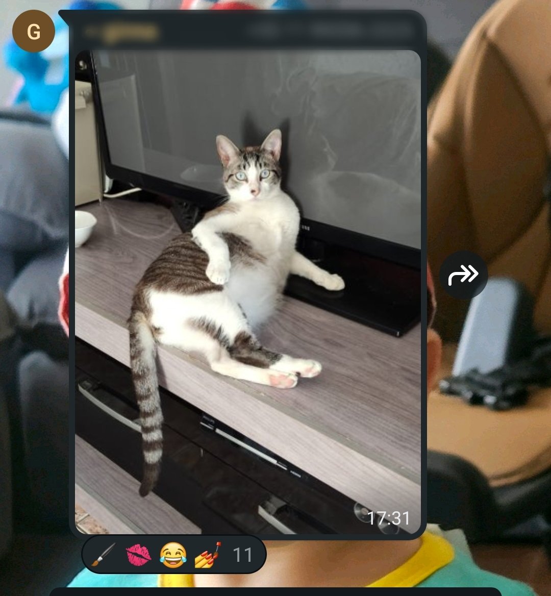 Malucifer_sanx's tweet photo. PQ O MEU GATO É BALEIA E O OUTRO É UMA DIVA? https://t.co/6lsTL2sZvC