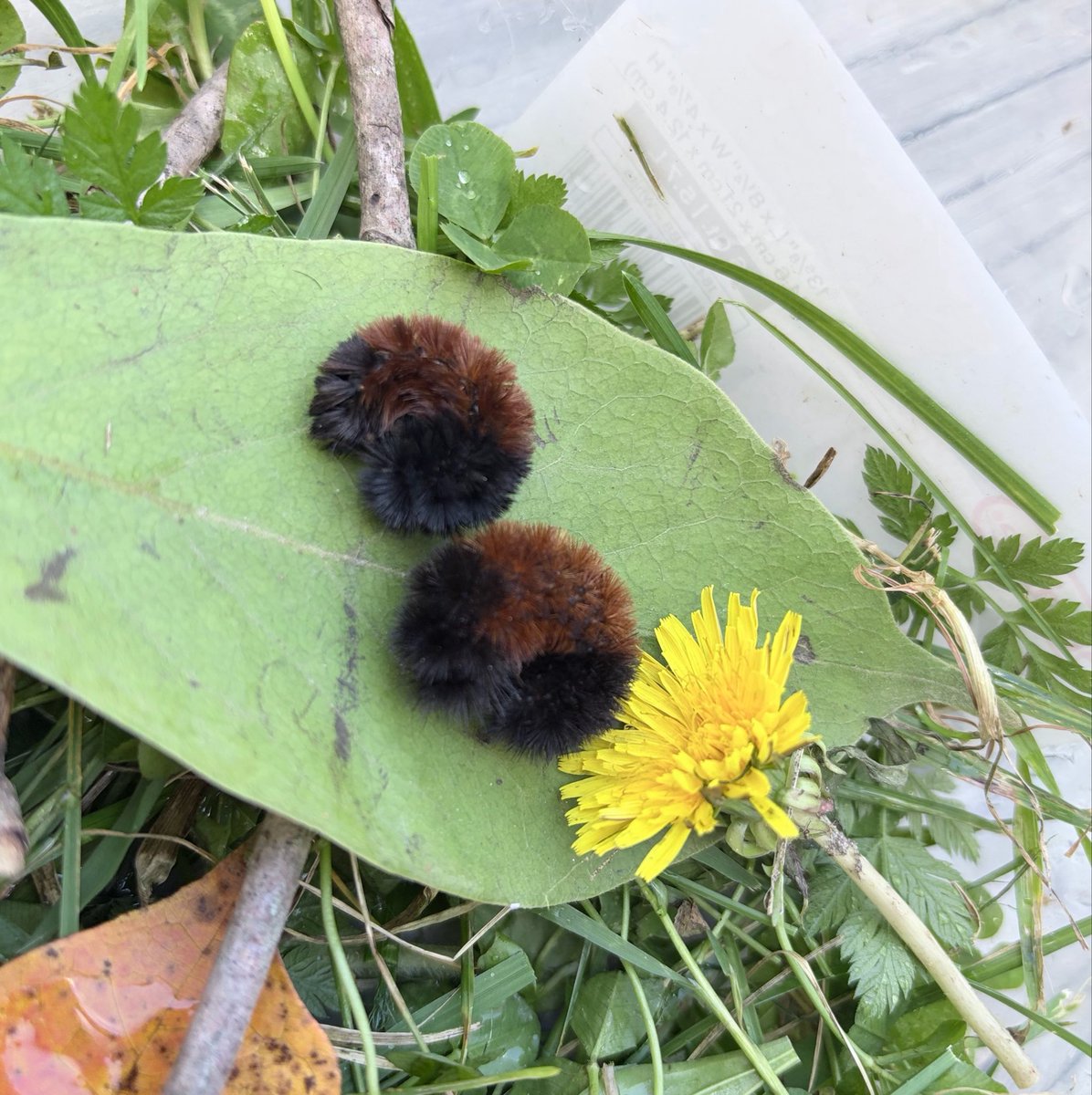 creaturebug's tweet photo. what if we were 2 caterpillars sitting next to our favorite food https://t.co/MaUqAO5aH7