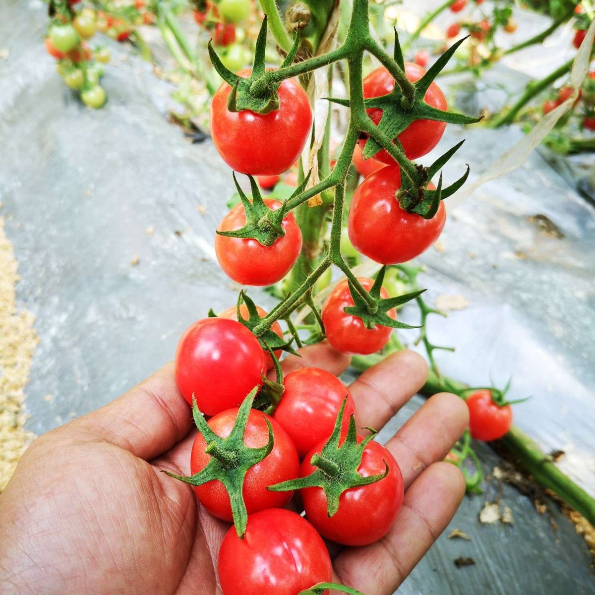 SummerLeannpx's tweet photo. Tomates cherry orgánicos, muy jugosos y con sabor intenso 10/10 perfectos para ensaladas!， https://t.co/8dnfJvln1J