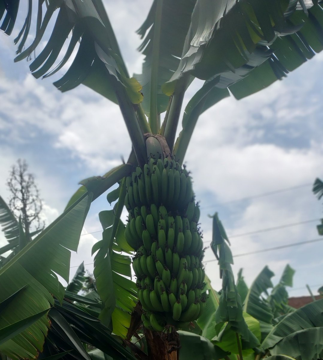 JoelOptimist1's tweet photo. Good banana farming starts with healthy planting material. Strong suckers or quality tissue-culture plants give the farm a better foundation. https://t.co/q4x9Eq5QyW