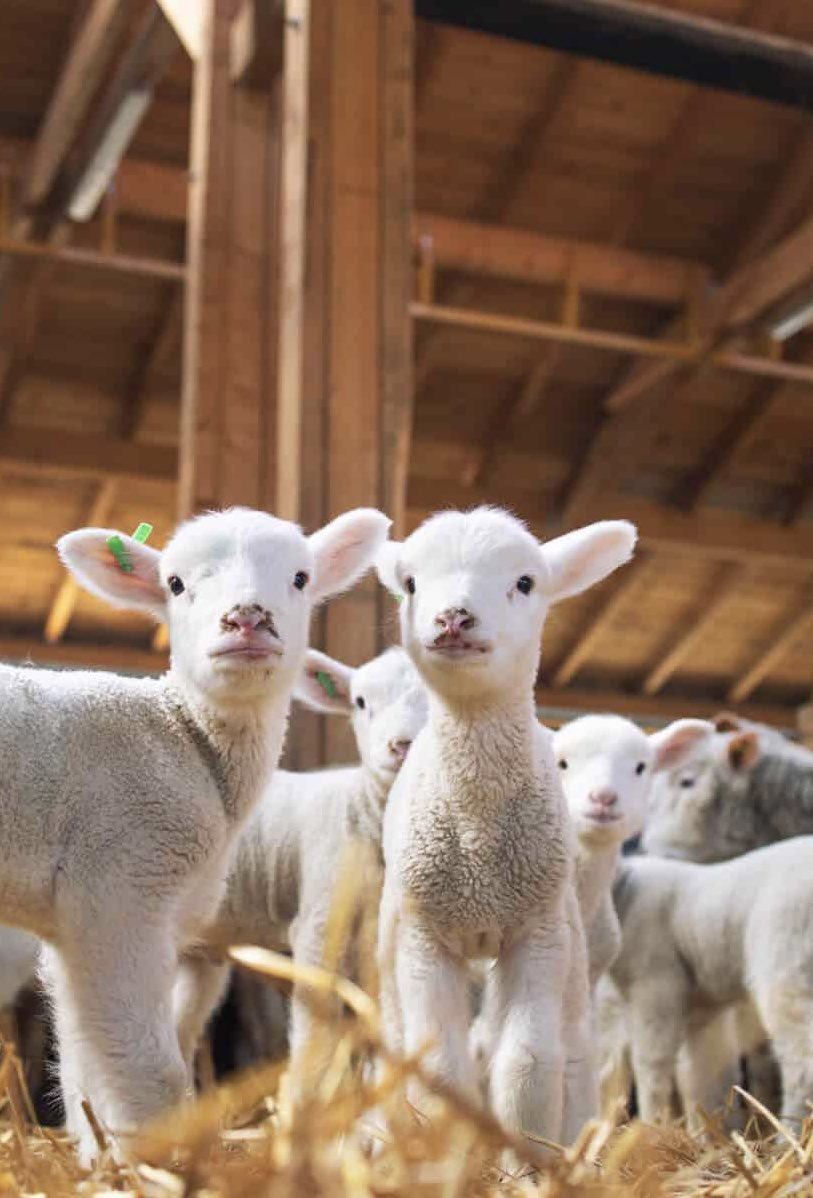 DiscussingFilm's tweet photo. Willem Dafoe says he loves putting his animals to bed at night on his farm.

“There’s something beautiful about them seeing me and having 35 goats &amp; sheep stampeding toward me to open the door to their little place to sleep.”

(Source: @NPR) https://t.co/BOZXagWZju
