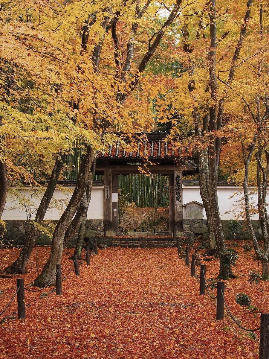 japanvistamedia's tweet photo. Jizo-in Temple, Japan. 🍁 https://t.co/tyngL6vFMp
