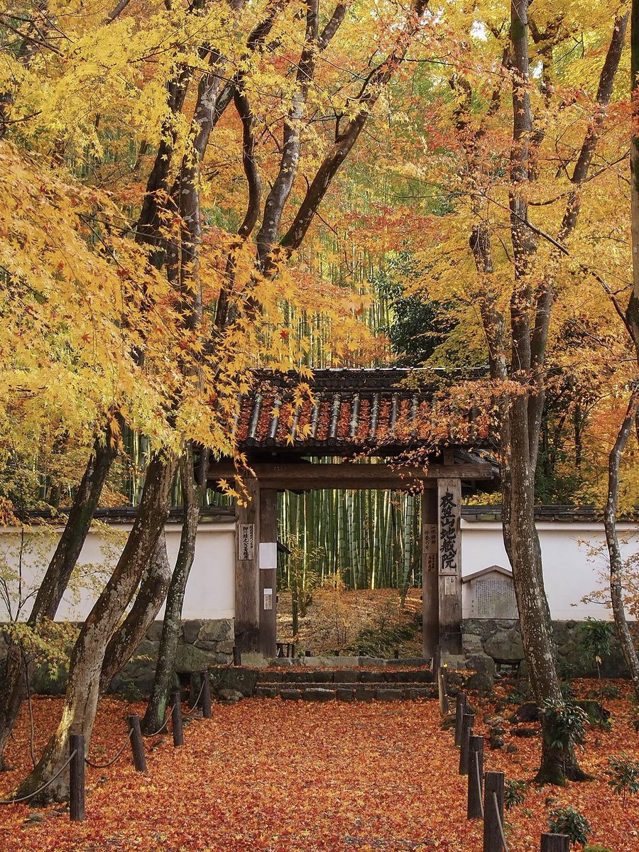 japanvistamedia's tweet photo. Jizo-in Temple, Japan. 🍁 https://t.co/tyngL6vFMp