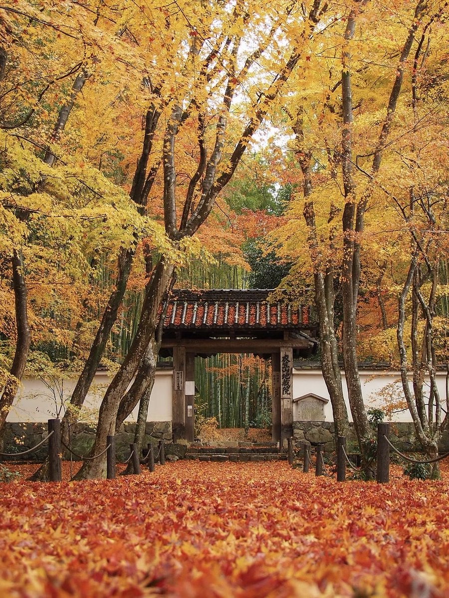 japanvistamedia's tweet photo. Jizo-in Temple, Japan. 🍁 https://t.co/tyngL6vFMp