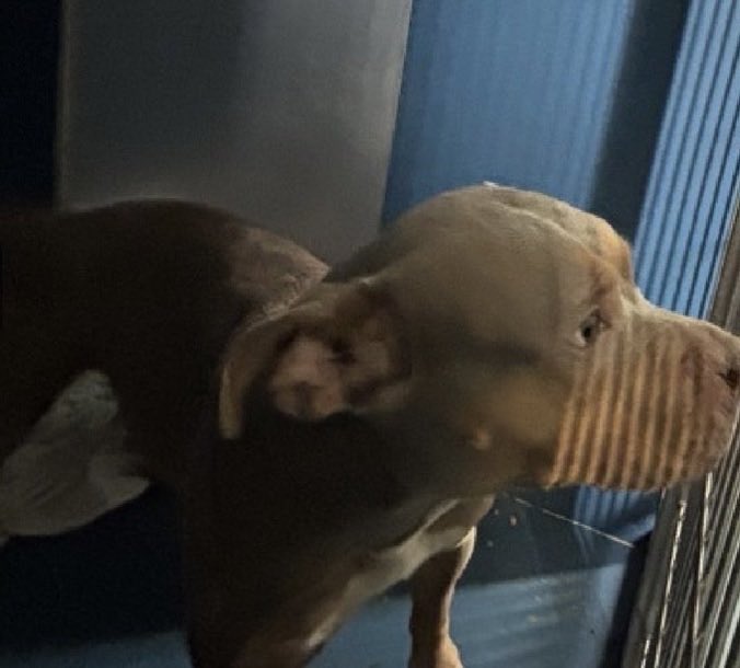 LainieEKC's tweet photo. @MoishesMom 🙏🏻🩷🚨Please Save little (45 lb) girl TWIX! She needs to be shared ASAP as this place is awful to some of these babies! 🥺😔😭
She only has 1 crappy pic &amp; deserves a chance! 🥺🙏🏻🩷 Please Save Little Twix! https://t.co/RLfsS1fmZJ