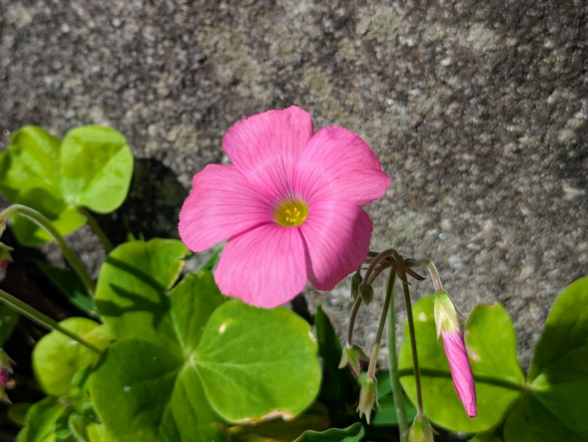 reikosakebu's tweet photo. おはようございます🐞

秋まつり日和の土曜日です☀

佳き週末になりますように✨🍀✨

🌸イマソラ オキザリス ヒガンバナ🏵️

#アンパンマンの日 #登山の日⛰️ https://t.co/9hlFhIGRpO