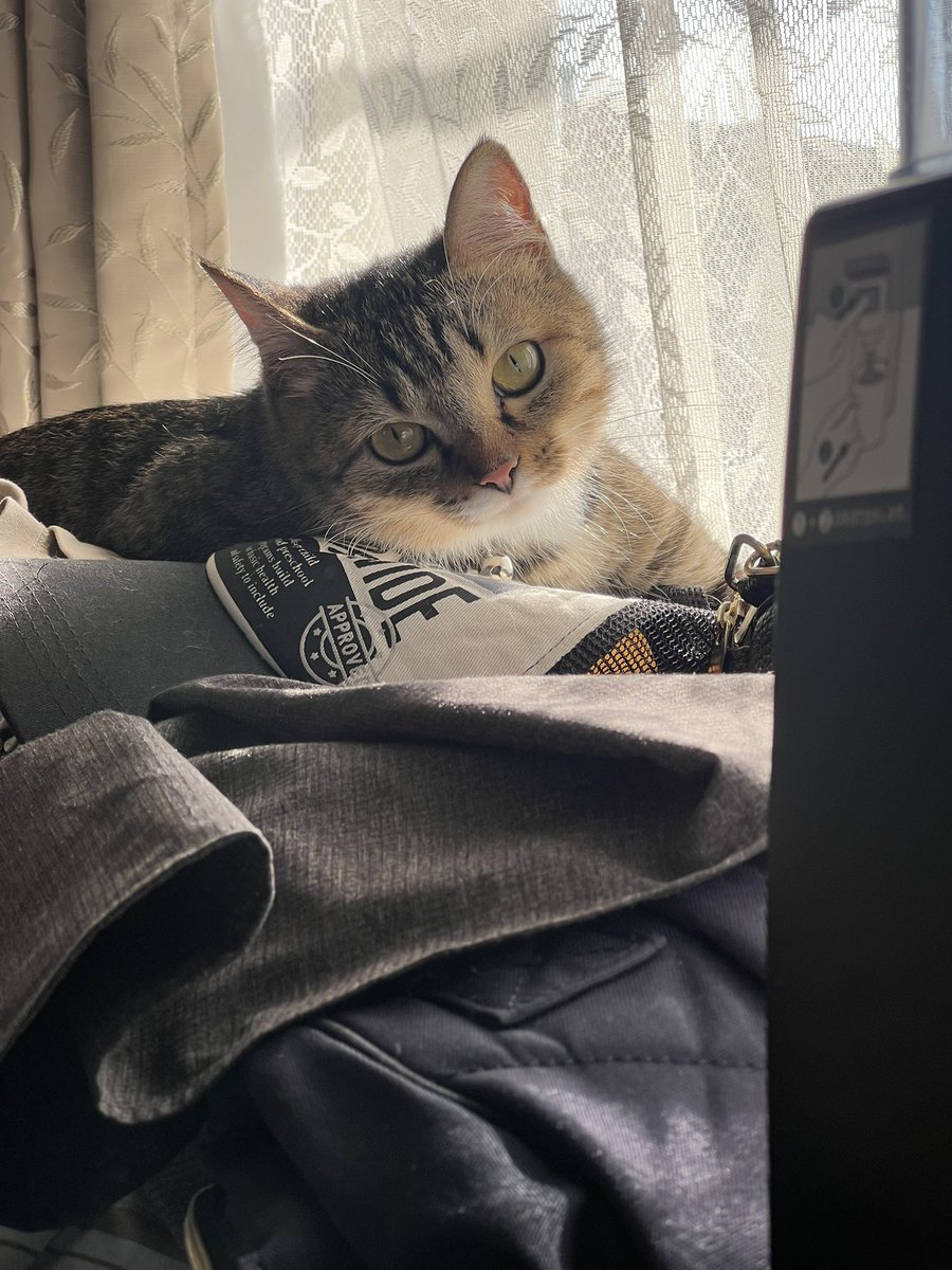 ryuya_2024's tweet photo. 姫様日向ぼっこは気持ちいいですか？🥰
#保護猫と暮らす 
#保護猫
#ねこのいる暮らし
#ねこのいる生活 
#ねこのいる幸せ
#ねこかわいいね
#猫との暮らし https://t.co/uTbRfz5K7n
