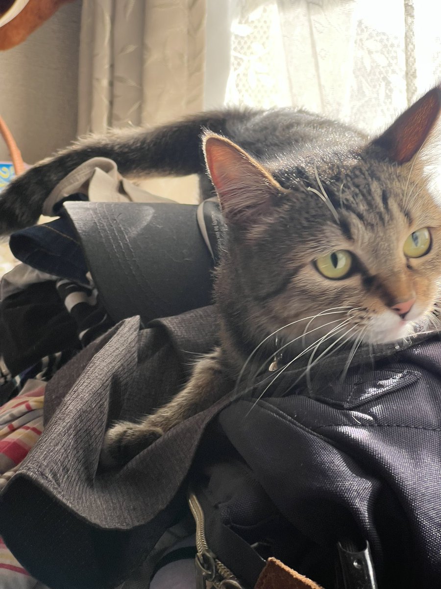 ryuya_2024's tweet photo. 姫様日向ぼっこは気持ちいいですか？🥰
#保護猫と暮らす 
#保護猫
#ねこのいる暮らし
#ねこのいる生活 
#ねこのいる幸せ
#ねこかわいいね
#猫との暮らし https://t.co/uTbRfz5K7n