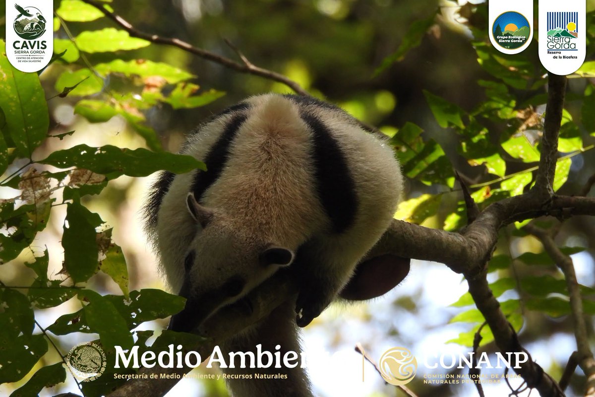 CONANP_mx's tweet photo. Un ejemplar juvenil macho de #OsoHormiguero (Tamandua mexicana) llamado Milo fue reubicado con éxito, gracias al trabajo coordinado entre la #Conanp, a través de la RB #SierraGorda, Grupo Ecológico Sierra Gorda I.A.P, @SEMARNAT_mx, @PROFEPA_Mx y UMA CAVIS Sierra Gorda. 👏🌳🌊🌿🌸 https://t.co/PAt94Z8k8c