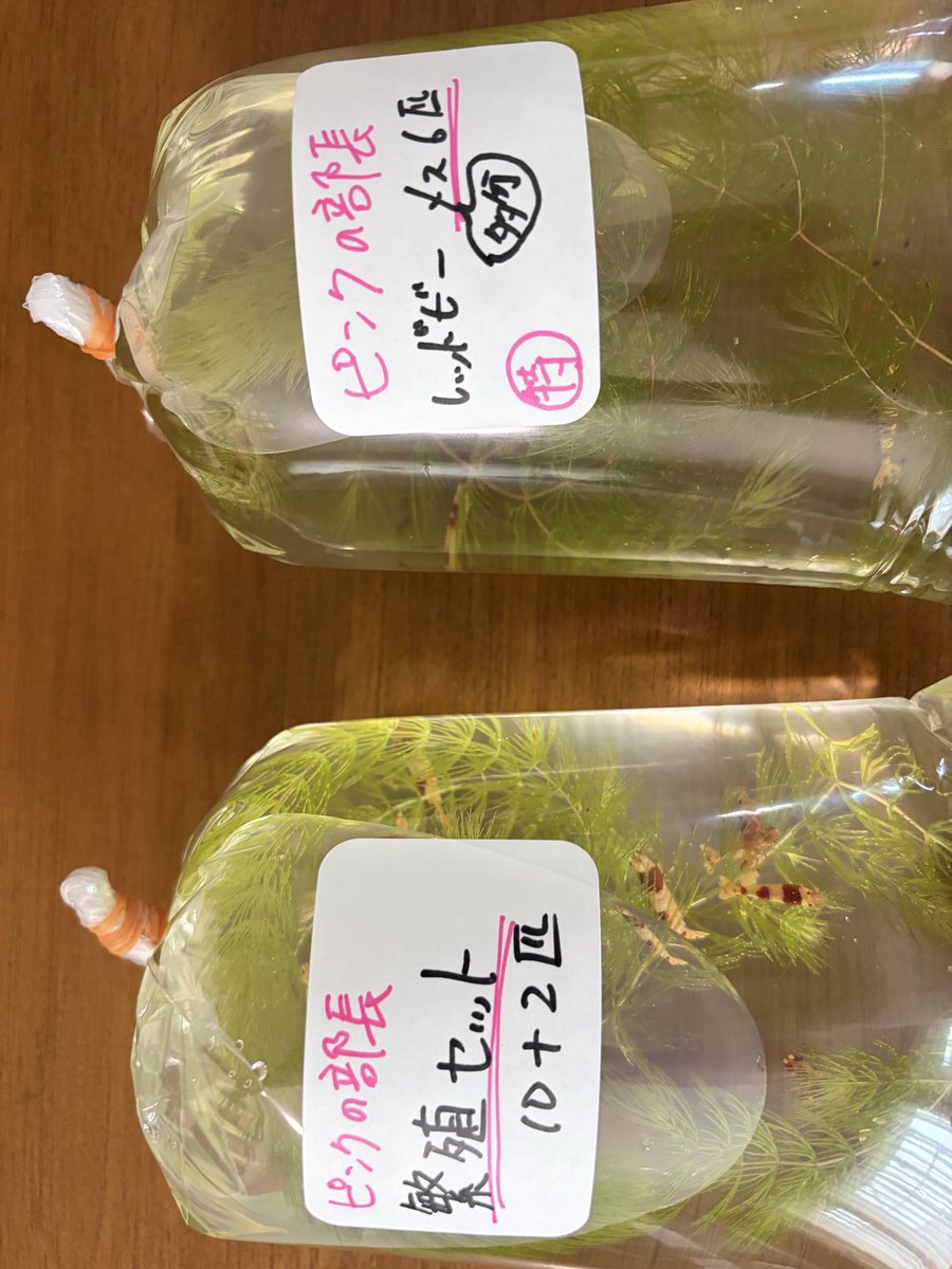 2qBTOyuOpy10019's tweet photo. 今日はレッドビーのメス、繁殖セットを持ち込みます🦐
一気に増やせるはず！！😆
#ローキーズ札幌
#ピンクの部長
#レッドビーシュリンプ https://t.co/WqPgDFl6tp