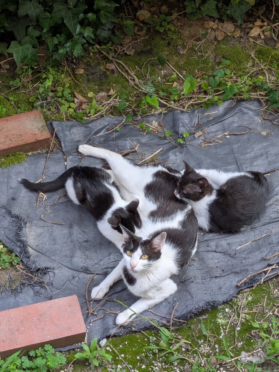 bigkonnee's tweet photo. アイちゃん🐱は子育てがとても上手で、しっかり守り、しっかり親離れをさせる。あの子育てをもう見られないのは少し淋しいけど、繰り返す出産は身体の負担は相当だったと思う。余生は自分の人生をのんびり過ごしてほしいな…毎日おいで😊 https://t.co/c3lrTl1YJH