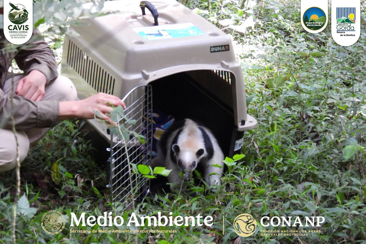 CONANP_mx's tweet photo. Un ejemplar juvenil macho de #OsoHormiguero (Tamandua mexicana) llamado Milo fue reubicado con éxito, gracias al trabajo coordinado entre la #Conanp, a través de la RB #SierraGorda, Grupo Ecológico Sierra Gorda I.A.P, @SEMARNAT_mx, @PROFEPA_Mx y UMA CAVIS Sierra Gorda. 👏🌳🌊🌿🌸 https://t.co/PAt94Z8k8c