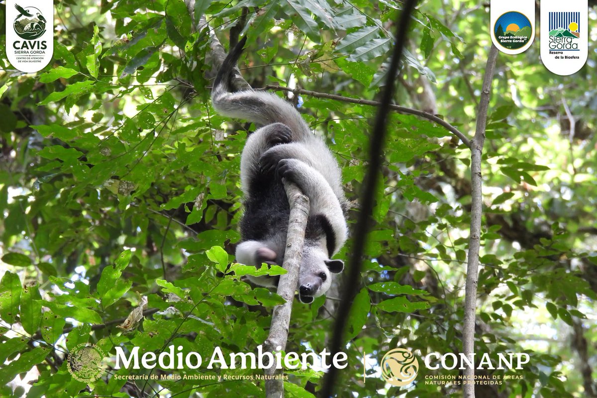 CONANP_mx's tweet photo. Un ejemplar juvenil macho de #OsoHormiguero (Tamandua mexicana) llamado Milo fue reubicado con éxito, gracias al trabajo coordinado entre la #Conanp, a través de la RB #SierraGorda, Grupo Ecológico Sierra Gorda I.A.P, @SEMARNAT_mx, @PROFEPA_Mx y UMA CAVIS Sierra Gorda. 👏🌳🌊🌿🌸 https://t.co/PAt94Z8k8c
