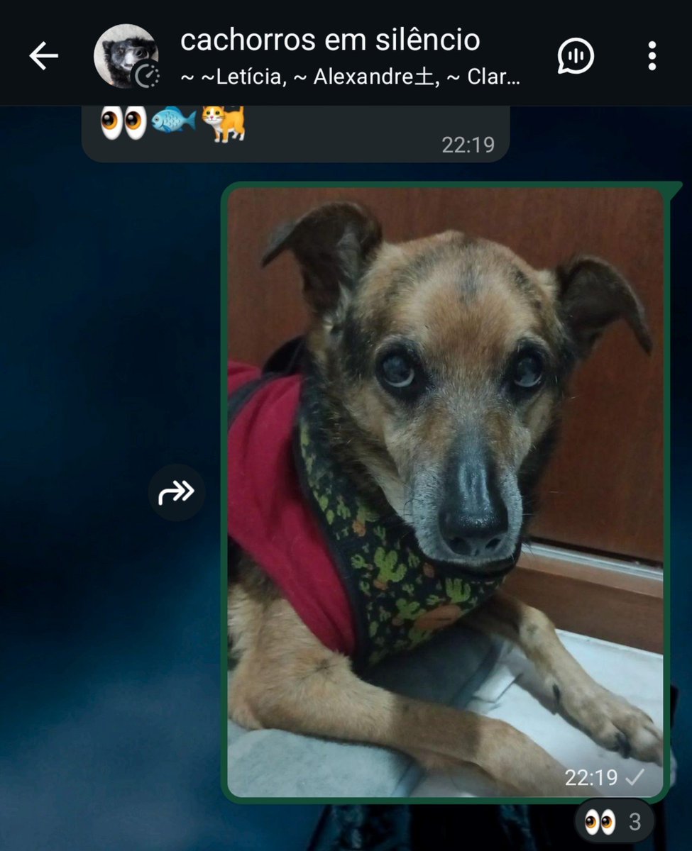 picesasolar's tweet photo. romeuzinho acabou de entrar no grupo cachorros em silêncio https://t.co/iusqhNQOPB