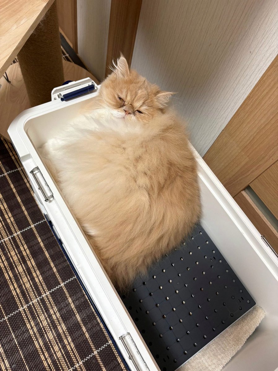 feehdente's tweet photo. しかも今回は痛み止めくれなかったから今めっちゃ痛みがすごい。痛い。ロキソニンをくれ。頼む、ロキソくれ。ロキソニンをくれ〜〜！！！ https://t.co/Sj0aTFbLZ0