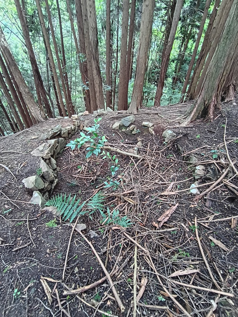 roseicollis4's tweet photo. これは��？ https://t.co/Y7PbcXHZbe