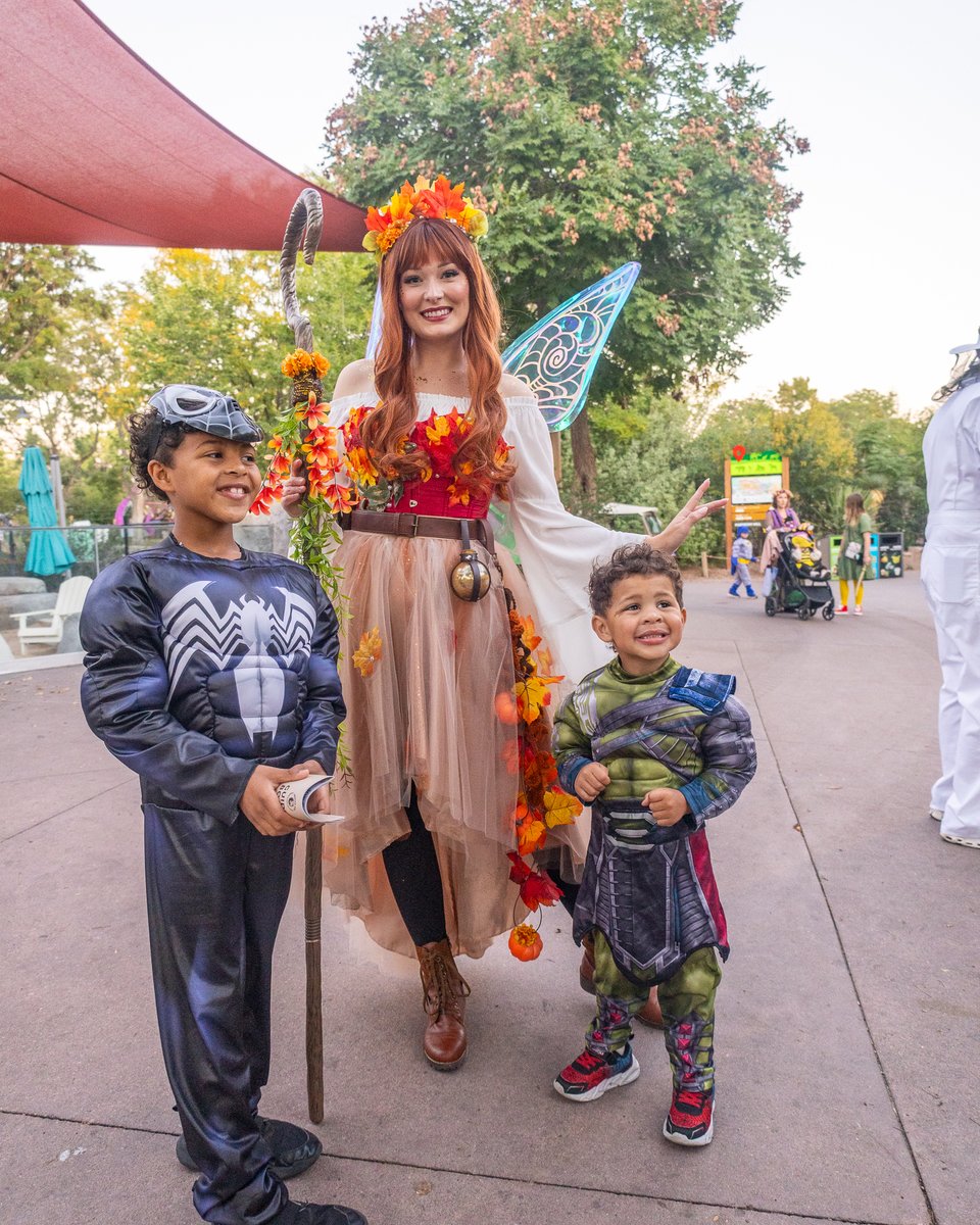 DenverZoo's tweet photo. Boo at the Zoo is here and there's no better way to enjoy it than by getting your steps in along the way! 🦇🎃 

The Step Into Something Wild Steps Challenge, presented by @KPcolorado turns your Zoo visit into a healthy, animal-inspired adventure. Start at Predator Ridge, follow the signs, track your progress, and submit your steps to see where you stand with the rest of the pack! 🐾 

Grab your costumes, lace up your shoes, and take on the challenge while exploring fall décor, creepy-crawly Animal Ambassadors, mysterious cryptid characters, and all the magic that Boo at the Zoo has to offer. 🍂👣 

Move your body, follow your curiosity, and let wildlife lead the way! 
👟 Get Boo at the Zoo tickets at https://t.co/S4deJXZkY2 and learn more about the Steps Challenge here: https://t.co/yUT9vSh5Go 

#StepsChallenge #BooAtTheZoo #DenverZooConservationAlliance #SavingWildlifeTogether