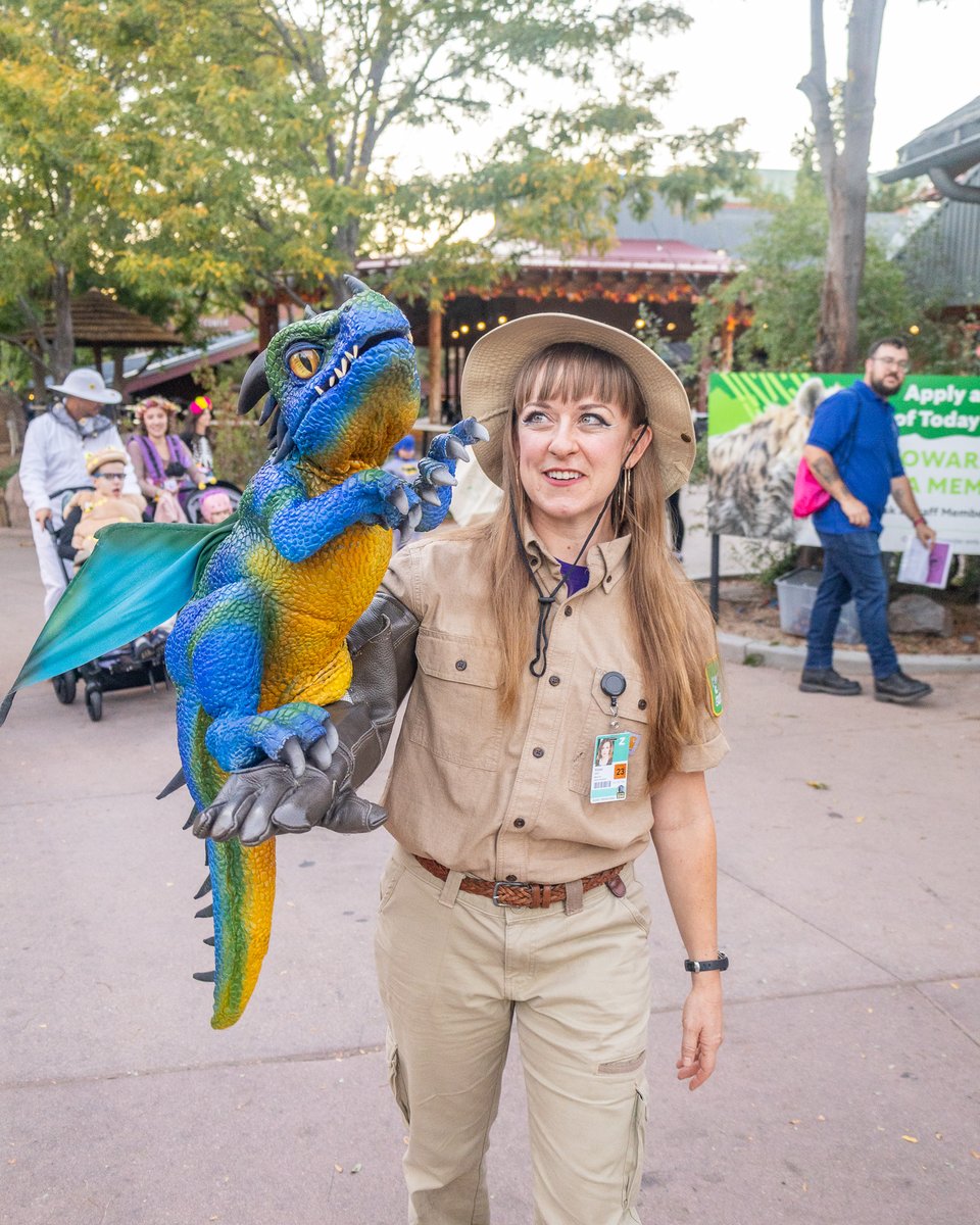 DenverZoo's tweet photo. Boo at the Zoo is here and there's no better way to enjoy it than by getting your steps in along the way! 🦇🎃 

The Step Into Something Wild Steps Challenge, presented by @KPcolorado turns your Zoo visit into a healthy, animal-inspired adventure. Start at Predator Ridge, follow the signs, track your progress, and submit your steps to see where you stand with the rest of the pack! 🐾 

Grab your costumes, lace up your shoes, and take on the challenge while exploring fall décor, creepy-crawly Animal Ambassadors, mysterious cryptid characters, and all the magic that Boo at the Zoo has to offer. 🍂👣 

Move your body, follow your curiosity, and let wildlife lead the way! 
👟 Get Boo at the Zoo tickets at https://t.co/S4deJXZkY2 and learn more about the Steps Challenge here: https://t.co/yUT9vSh5Go 

#StepsChallenge #BooAtTheZoo #DenverZooConservationAlliance #SavingWildlifeTogether