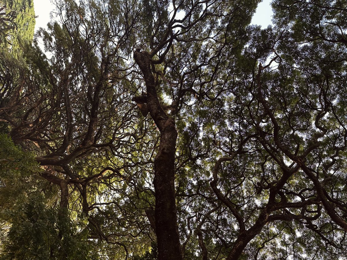 Nectomance's tweet photo. #Treeposting https://t.co/RHC5swA05T