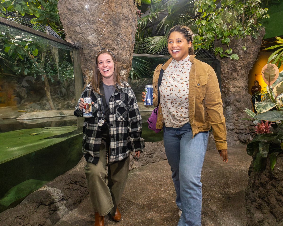 DenverZoo's tweet photo. Boo at the Zoo is here and there's no better way to enjoy it than by getting your steps in along the way! 🦇🎃 

The Step Into Something Wild Steps Challenge, presented by @KPcolorado turns your Zoo visit into a healthy, animal-inspired adventure. Start at Predator Ridge, follow the signs, track your progress, and submit your steps to see where you stand with the rest of the pack! 🐾 

Grab your costumes, lace up your shoes, and take on the challenge while exploring fall décor, creepy-crawly Animal Ambassadors, mysterious cryptid characters, and all the magic that Boo at the Zoo has to offer. 🍂👣 

Move your body, follow your curiosity, and let wildlife lead the way! 
👟 Get Boo at the Zoo tickets at https://t.co/S4deJXZkY2 and learn more about the Steps Challenge here: https://t.co/yUT9vSh5Go 

#StepsChallenge #BooAtTheZoo #DenverZooConservationAlliance #SavingWildlifeTogether