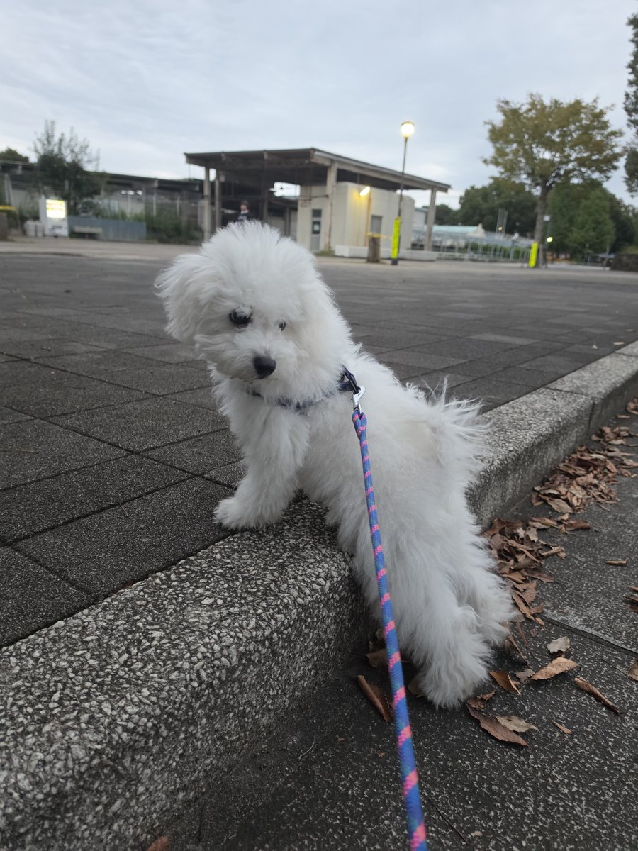 DensukeIde's tweet photo. 今朝は約５kmのお散歩
恐るべし体力モンスター
#ボロビション #ふくのすけ #fukunosuke https://t.co/JkKm4yk7kA