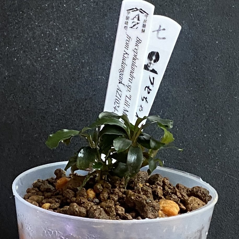 masamasa07166's tweet photo. 組織培養@azulaquarium
Bucephalandra sp. "Lili Marleen"
from Kudangan【AZ1024-3】TC
#ブセファランドラ
#bucephalandra
#az https://t.co/hNVhQ6llC7