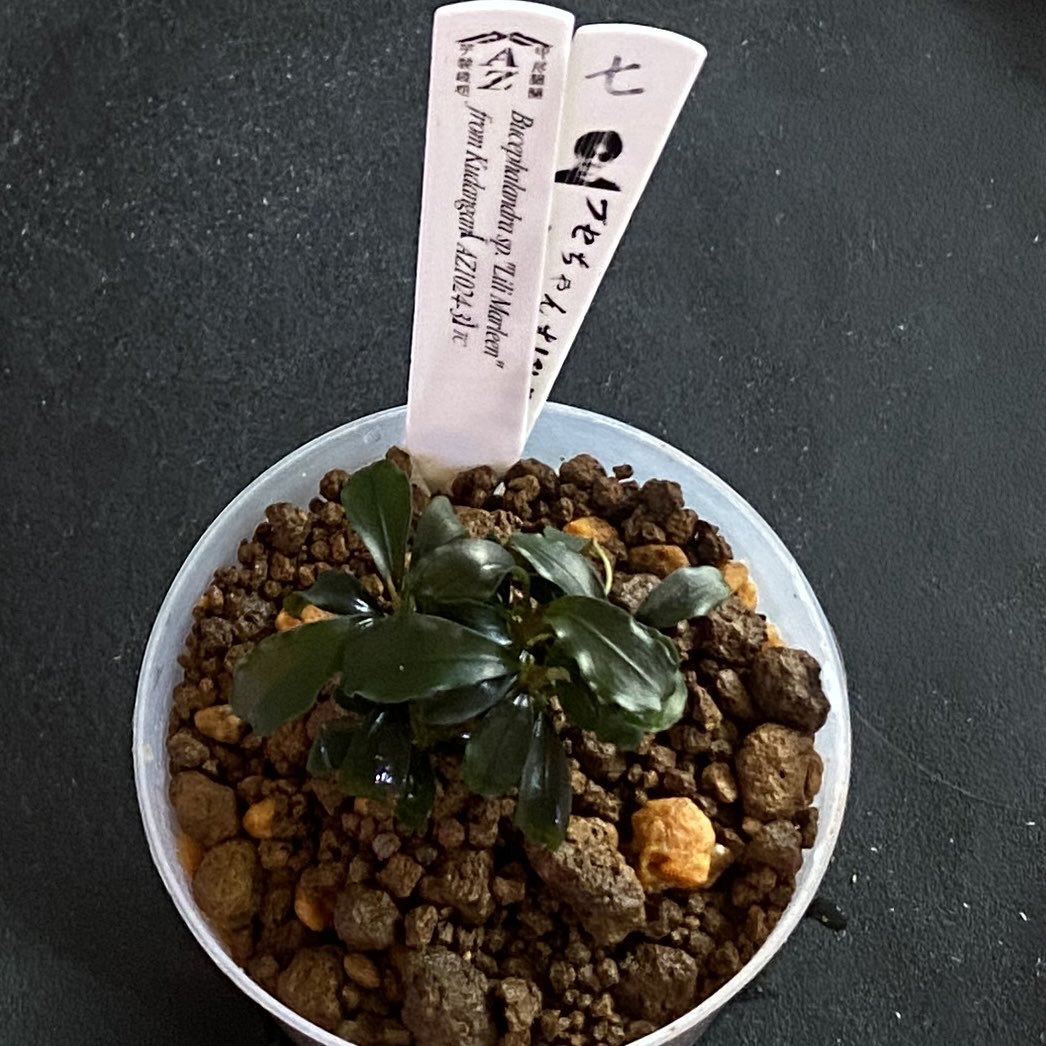 masamasa07166's tweet photo. 組織培養@azulaquarium
Bucephalandra sp. "Lili Marleen"
from Kudangan【AZ1024-3】TC
#ブセファランドラ
#bucephalandra
#az https://t.co/hNVhQ6llC7