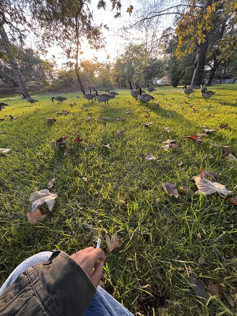 mabjew's tweet photo. went to the park on some nonchalant vibe and sat in dogshit https://t.co/zj2QoMffDo