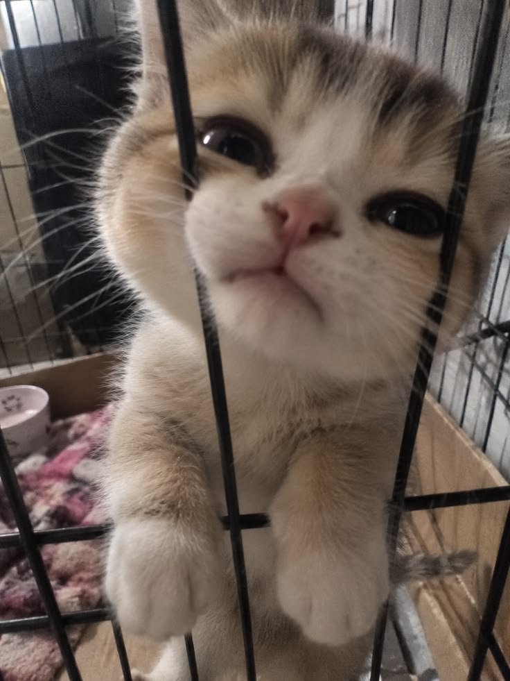 nekocatts's tweet photo. https://t.co/W4VjHxVD1c