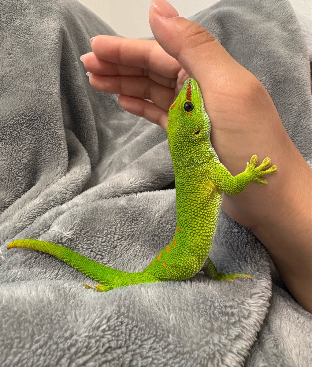 kure_smi_mona's tweet photo. 手を支えるヤモリ🦎🐸 https://t.co/6QpBIVpCDH