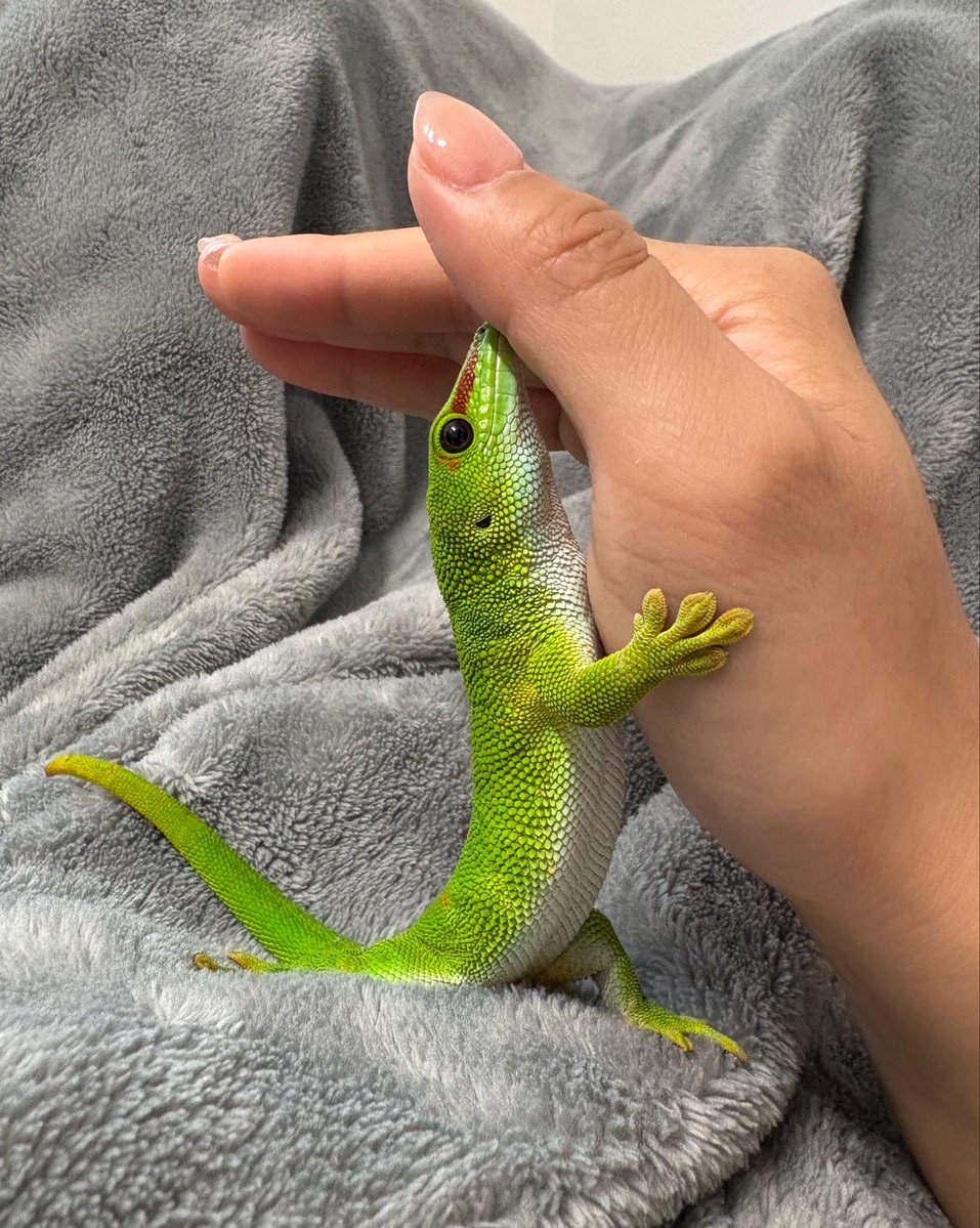 kure_smi_mona's tweet photo. 手を支えるヤモリ🦎🐸 https://t.co/6QpBIVpCDH
