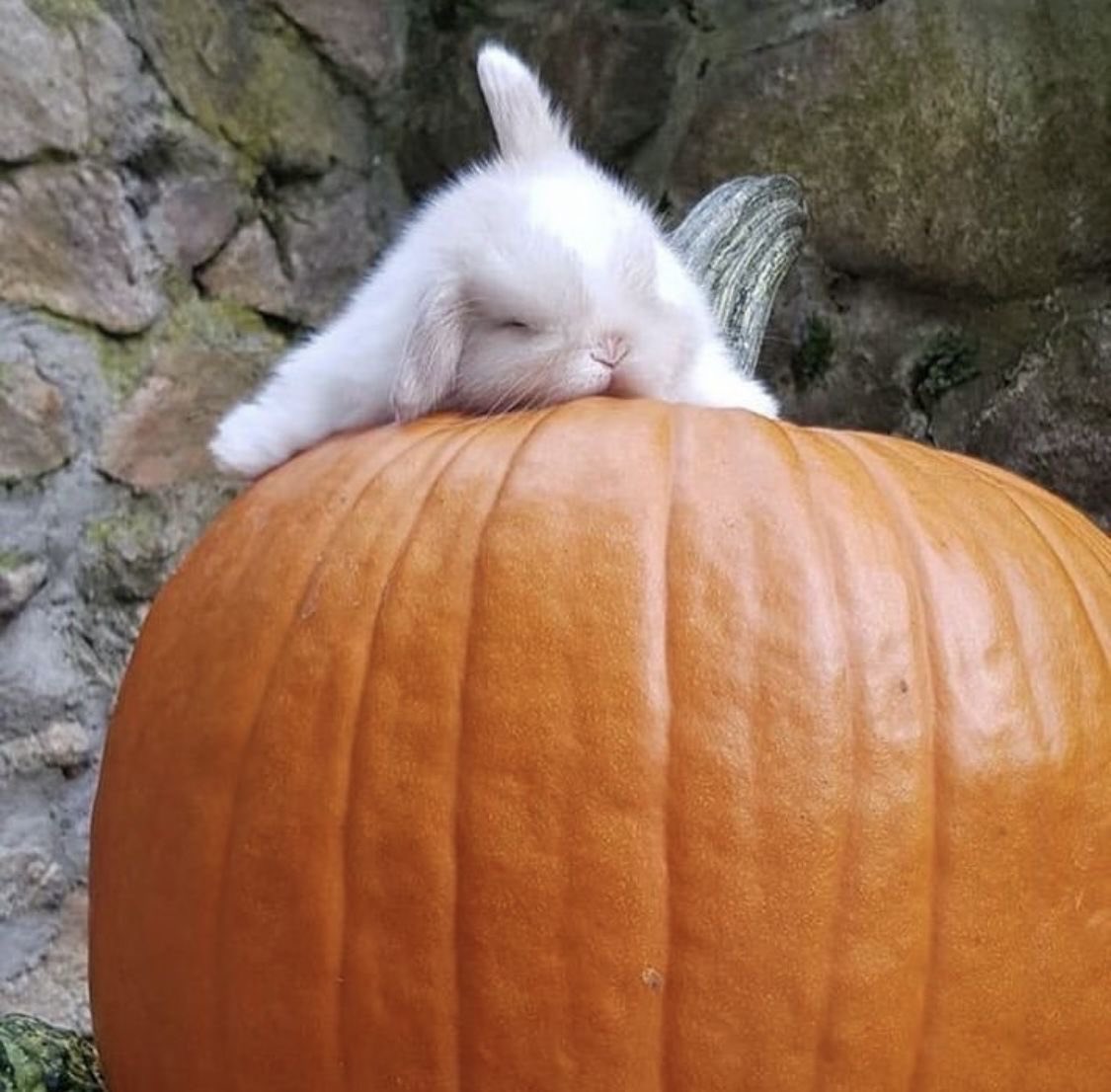 Bunnies's tweet photo. https://t.co/MKyJ6ZvxNz