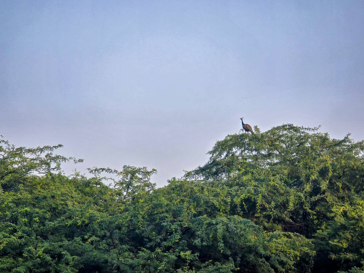 mit_sood's tweet photo. As i saw it!!
Scanning the territory from its throne!
#dailypic #IndiAves #TwitterNatureCommunity #birdwatching #ThePhotoHour https://t.co/vgPoRLVqSZ