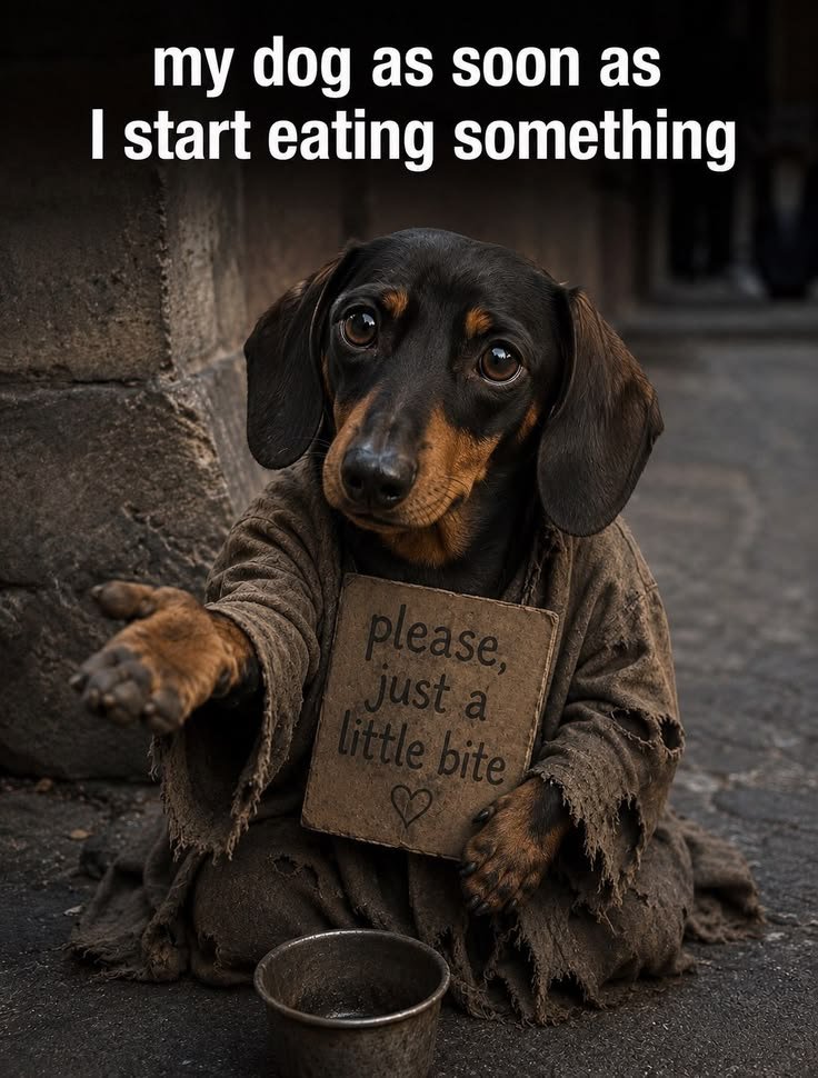 puppiesDoglover's tweet photo. https://t.co/gsgMs49U0r