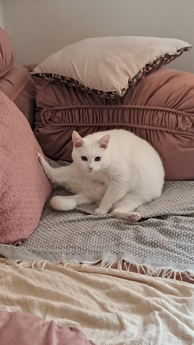_murkywaters's tweet photo. @yeonjunfemme minha gata senta do mesmo jeito hahahah https://t.co/L2O1S6LfxZ