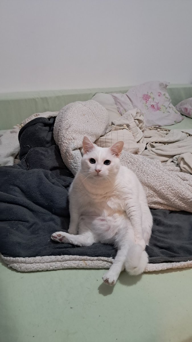_murkywaters's tweet photo. @yeonjunfemme minha gata senta do mesmo jeito hahahah https://t.co/L2O1S6LfxZ